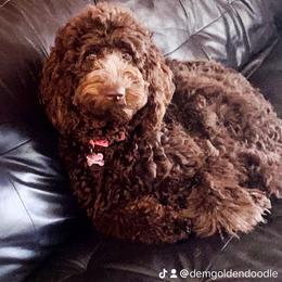 Goldendoodle Puppies from Dem GoldenDoodles