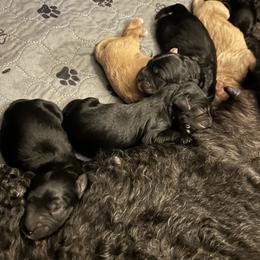 Girl 2 - female Cavapoo puppy in Tempe, Arizona from Springerdoodles Plus AZ