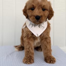 Monday - Apricot male Goldendoodle puppy in Bakersfield, California from Diamond K Doodles