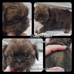 Cindy - Black gold and white female Shih Tzu puppy in Maize, Kansas from Air Capital Shih Tzu Puppies