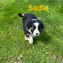 Sadie - Saddleback sable female Border Collie puppy in Milton, Pennsylvania from C&C Border Collies