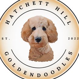 Goldendoodles from Hatchett Hill Goldendoodles