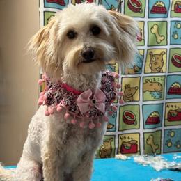 Molly - Cream female Labradoodle puppy in Churchill County Fallon, Nevada from Card Family Ranch
