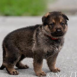 P'Red Male 2 - Sable male German Shepherd puppy in Alum Creek, West Virginia from Stay Wild K9