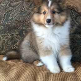 Shetland Sheepdog Puppies from September Morning Shelties