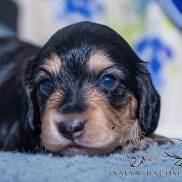 Figgy Puddin' - Black and cream female Dachshund puppy in Copperas Cove, Texas from Isalyn Dachshunds