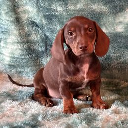 Pearl - Chocolate and tan female Dachshund puppy in Lincoln, Arkansas from Red Dirt Dachshunds