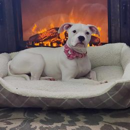American Bulldog Puppies from Slayton's American Bulldogs