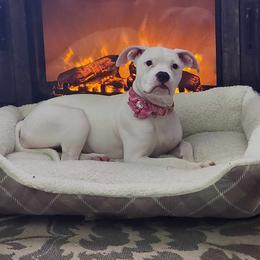 American Bulldog Puppies from Slayton's American Bulldogs