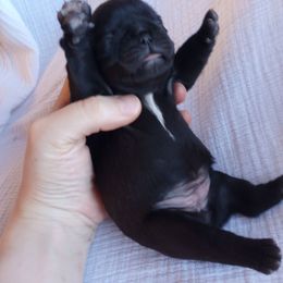 Girl 4 biggest pup - Black female Pug puppy in Fall Creek, Wisconsin from Heartville Pugs