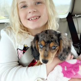 Dachshund Puppies from Heart 2 Heart Puppies