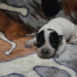 Boy 1 - male Australian Cattle Dog puppy in Canton, Pennsylvania from DNB Heelers