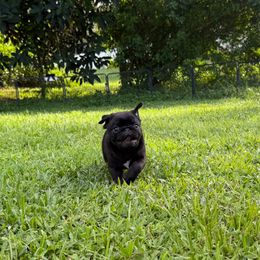Pug Puppies from Wicked Kennel