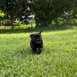 Pug Puppies from Wicked Kennel