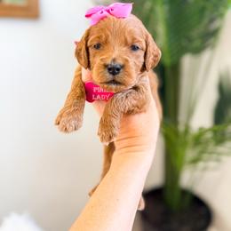Pink lady - Red  female Goldendoodle puppy in West Haven, Utah from Split Mountain Doodles