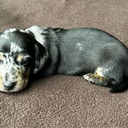 Dapple Boy - Dapple male Dachshund puppy in Giddings, Texas from Big Dream Acres