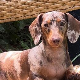 Nala - Dachshund