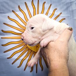 Freya - White female Dogo Argentino puppy in San Diego, California from Debonair Dogos