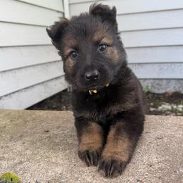 Indy - Sable female German Shepherd puppy in Pennock, Minnesota from Shakopee Creek German Shepherds