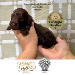 Beech - Mint Collar - Chocolate female Goldendoodle puppy in Garland, Texas from Twilight Doodles