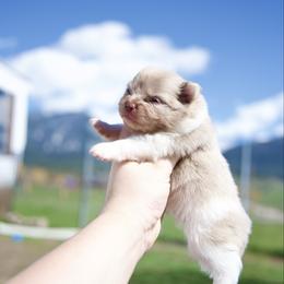 Blossom - Chocolate merle female Pomeranian puppy in Saint Ignatius, Montana from Pomeranians Montana
