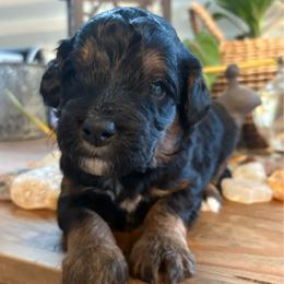 Cowboy - Tri-color male Bernedoodle puppy in Carlotta, California from Lost Coast Bernese Mountain Dogs