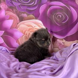 Lanie - Blue and tan female Pomeranian puppy in Lyons, Georgia from Its a Poms Life Kennel