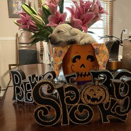 Golden Retriever Puppies from Tupelo Honey Farm's Golden Retrievers