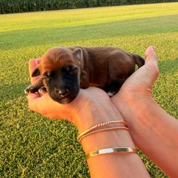 Thor - Wheaten male Soft Coated Wheaten Terrier puppy in Illinois from Sarabeth's Friendly Pups