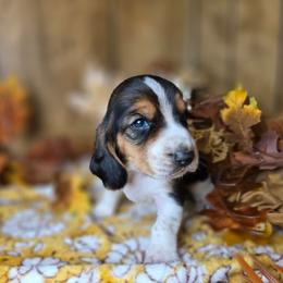 Vermax - Black white and tan male Basset Hound puppy in Valley, Washington from Enchanted Valley Paws