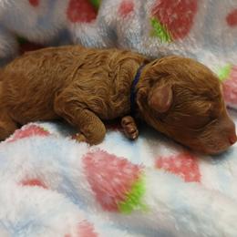 Josephine - Red  female Poodle puppy in Blanch, North Carolina from Faithful Hearts Kennel