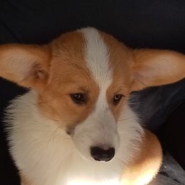 Mary - Pembroke Welsh Corgi
