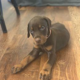 Orange collar male - Red and rust male Doberman Pinscher puppy in Madison, Indiana from Jensen Dobermans and Dachshunds