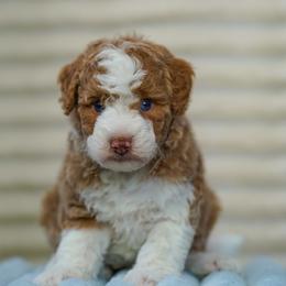 Peyton - Yellow and white female Bernedoodle puppy in Dundee, Ohio from Down Home Doodle