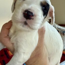 2 Girls - Blue belton and tan (tri-color) female English Setter puppy in Burns, Oregon from Steens Mountain Setters