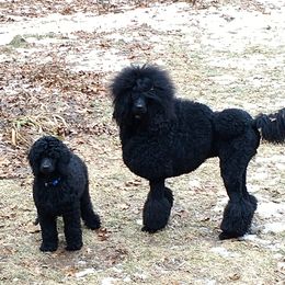 Poodle Puppies from Standard Poodles of Forest Lakes