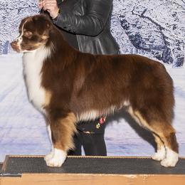 Australian Shepherd puppies from Dirty Laundry Australian Shepherds