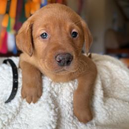 Black - Yellow male Labrador Retriever puppy in Gillete, Wyoming from Red Prairie Retrievers