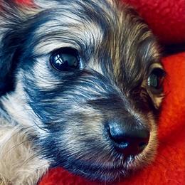 Dachshund Puppies from Northwest Dachshunds