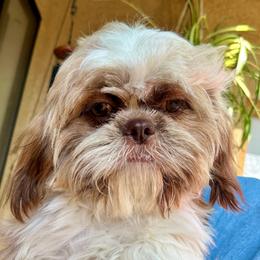 Louie - Tricolor male Shih Tzu puppy in Victorville, California from Precioustzus