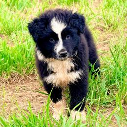 Remedy - Black & white female Australian Shepherd puppy in Mineral Wells, Texas from A6 Australian Shepards