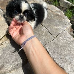 AKC Ebony - Black Pekingese puppy in Cumming, Georgia from Imperial Pekingese