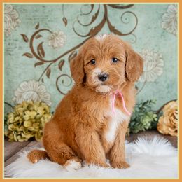 Gretchen - Red  female Goldendoodle puppy in Connersville, Indiana from Deaz Doodle Ranch