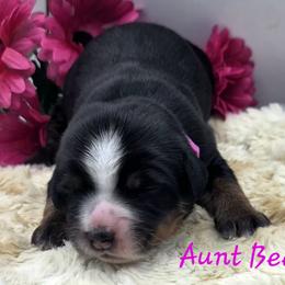 GOMER - Black female Companion Cross puppy in Viking, Minnesota from Son Shine Farm