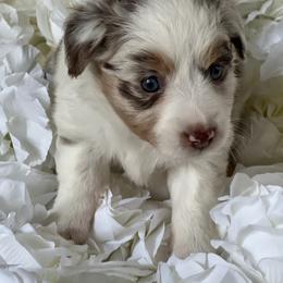 Australian Mountain Doodle and Miniature American Shepherd Puppies from Little Loves Farm