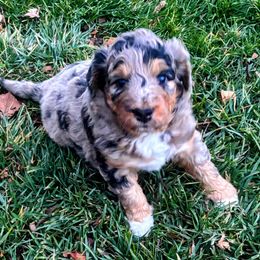 Blue Merle, Speckled Markings, Red highlights - Blue merle female Aussiedoodle puppy in Parma, Idaho from Arena Valley Acres