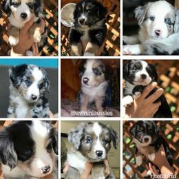 Miniature Australian Shepherd Puppies from AV Mini Aussies