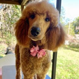 Luna - Poodle