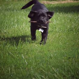 Labrador Retriever Puppies from Cary’s Buck Creek Retrievers