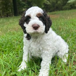 Prince Charming - Brown and white male Cockapoo puppy in Egg Harbor City, New Jersey from Grace Given Cockapoos (GGC)